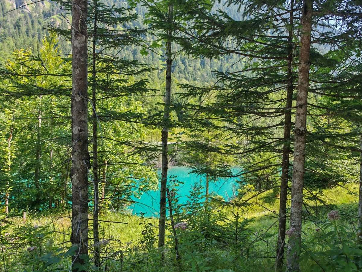 Türkisfarbenes Wasser zwischen Fichten am Waldrand